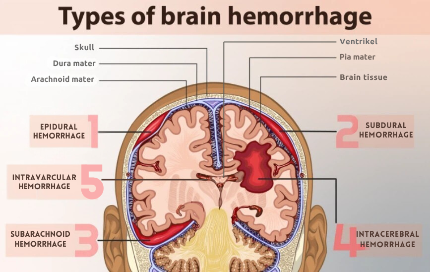 Meninges Anatomy Illustration